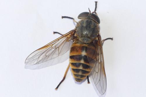 Réf. 284 774 : Tabanus sudeticus